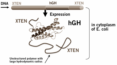 Polypeptid