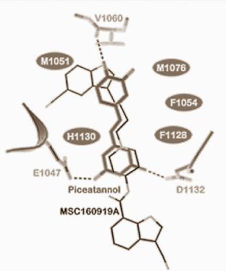 Piceatannol Insulin 6